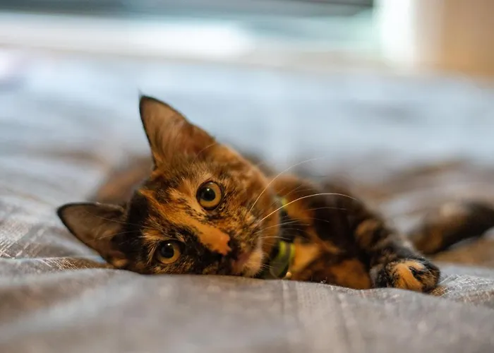 Cavendish Cat And Gaming House